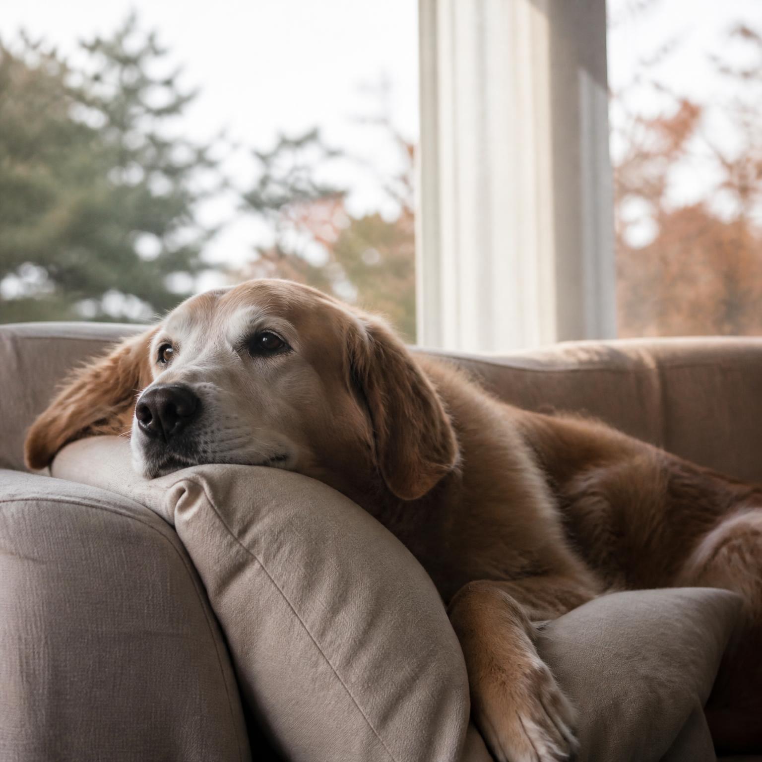 Willow resting on the couch by the window