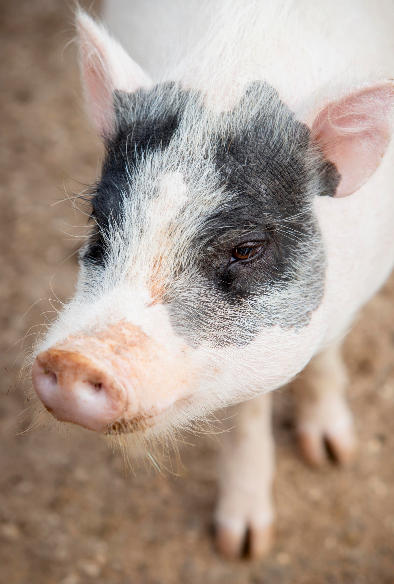 A spotted piglet looking up