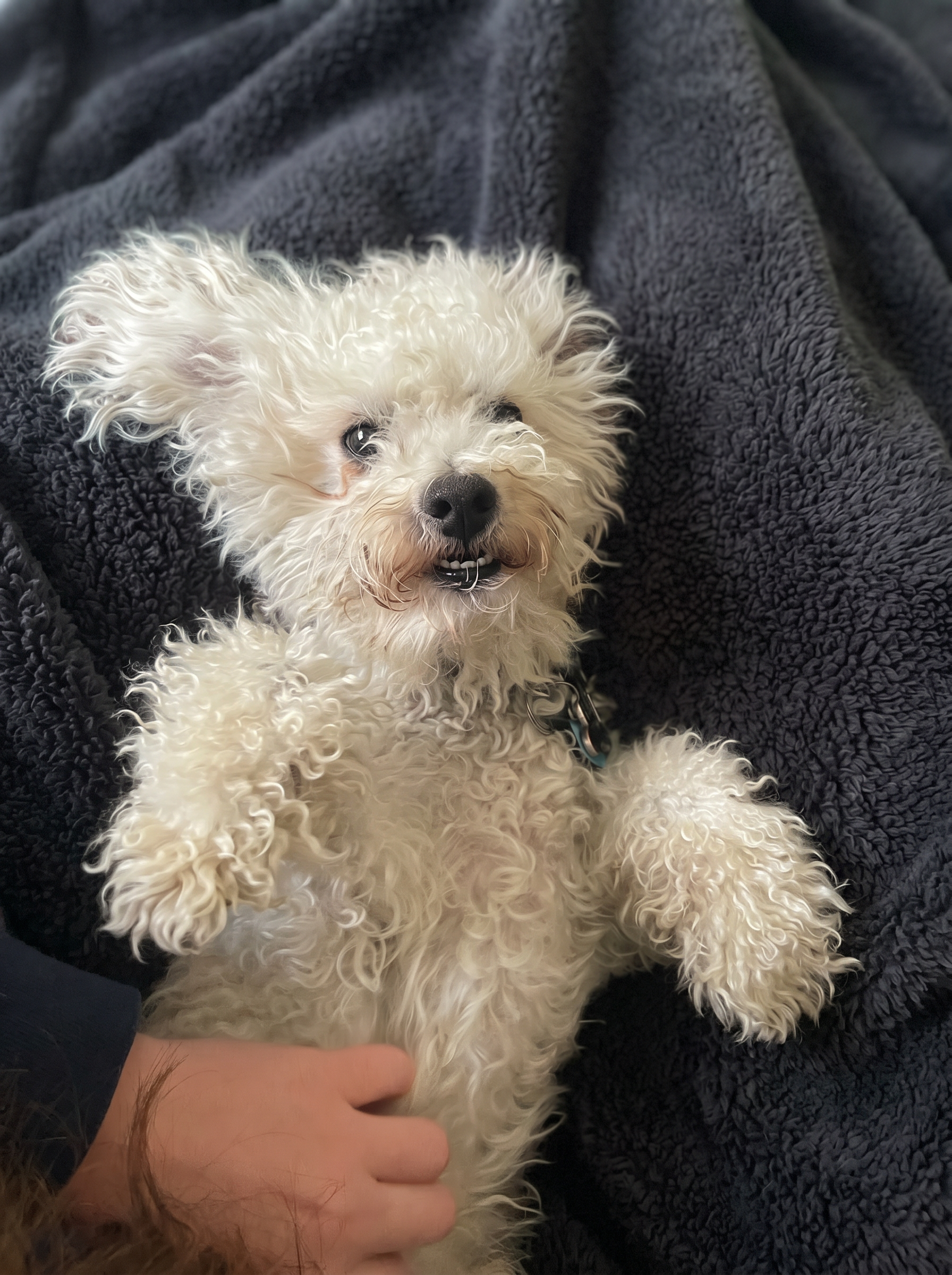Woo, a fluffy white bichon, smiling on a dark blanket