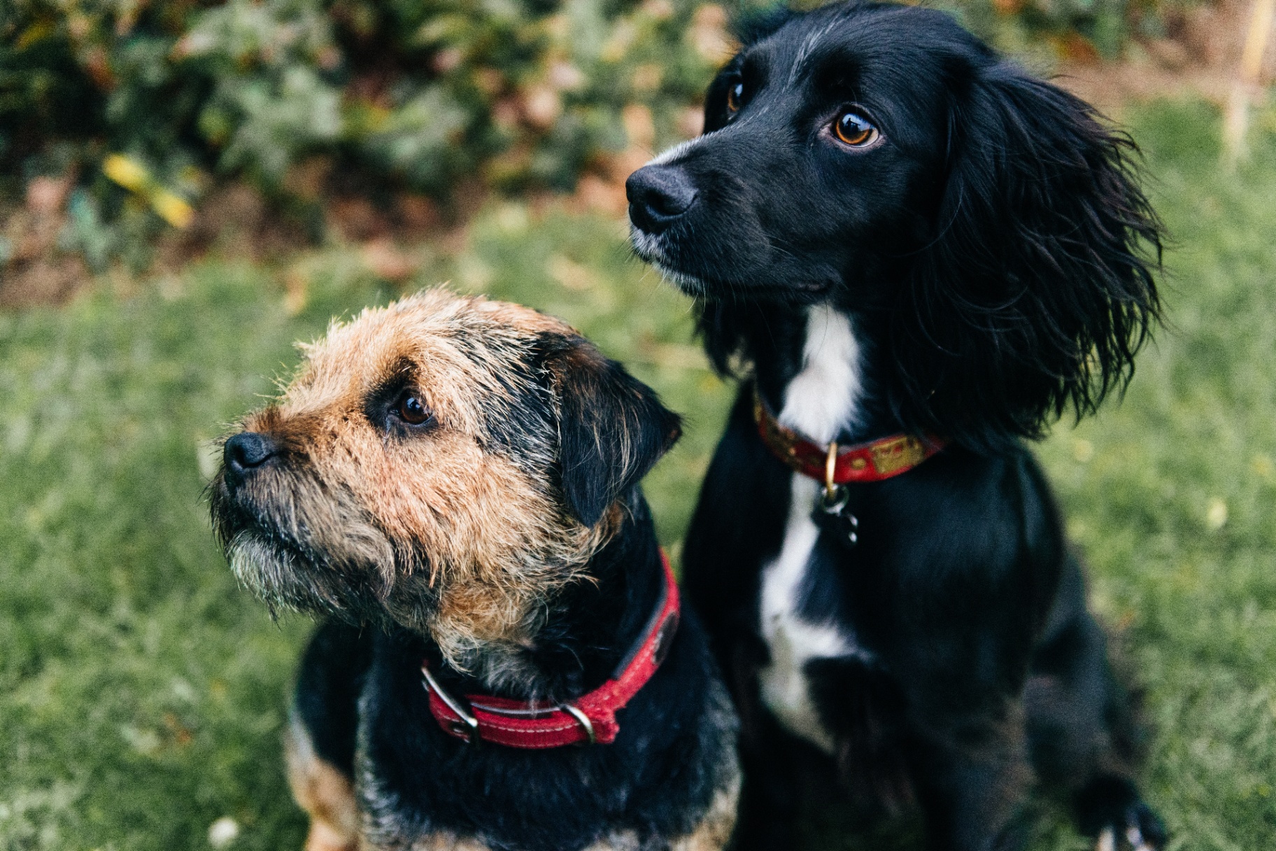 A border terrier and a black spaniel sitting side by side in the grass