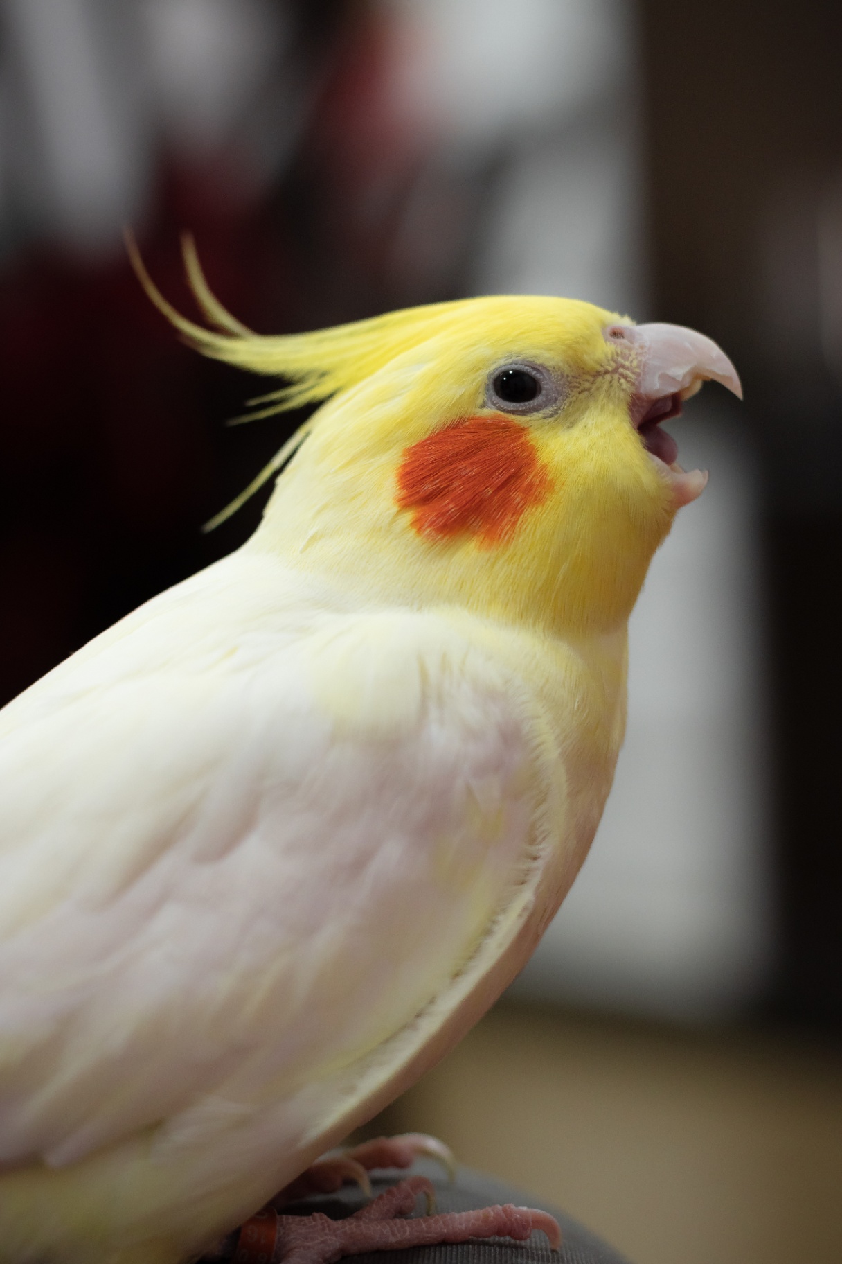 A yellow cockatiel with orange cheeks mid-song