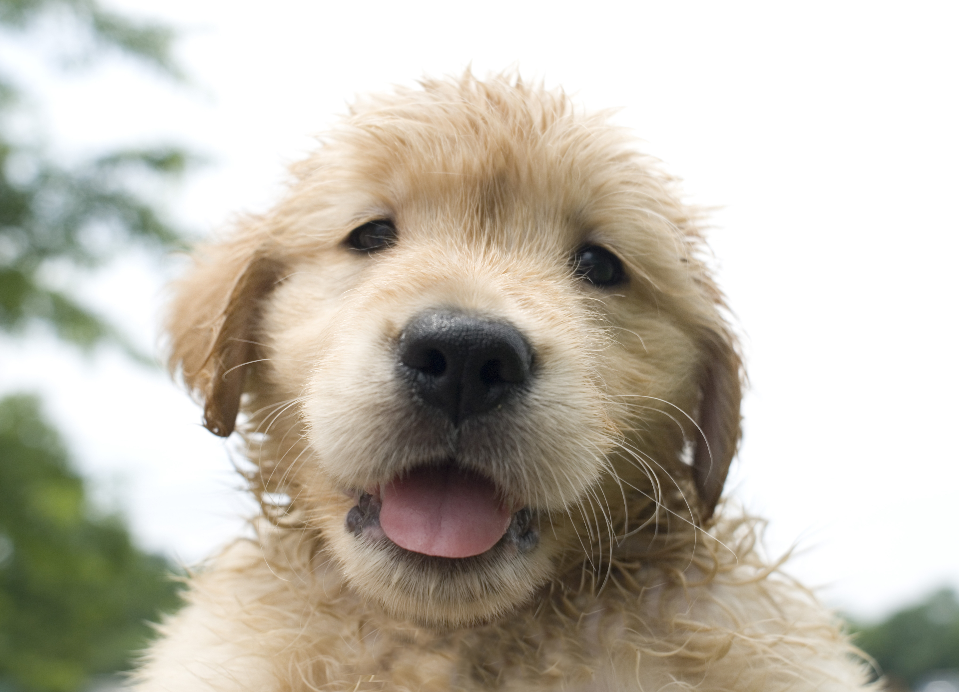 A joyful golden retriever puppy with a wet nose and a wide open mouth