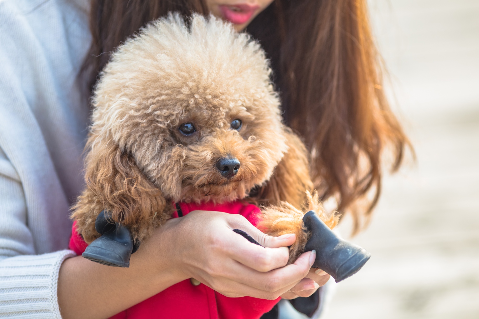 A caramel toy poodle held close by their person on a beach