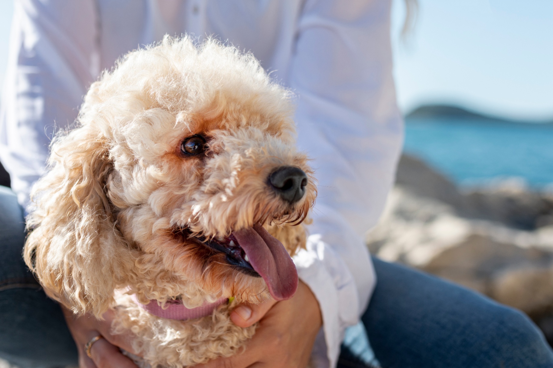 A cream poodle held on their person's lap by the sea