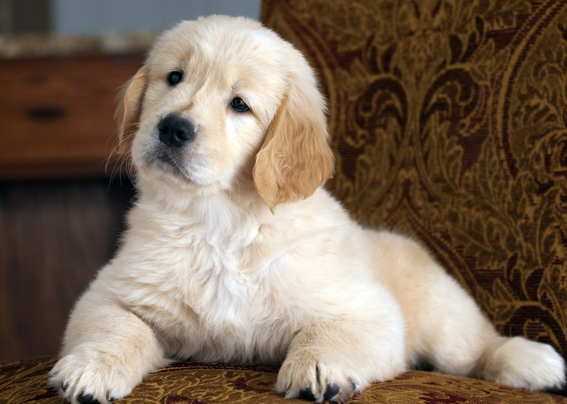 A cream golden retriever puppy sitting on a patterned armchair