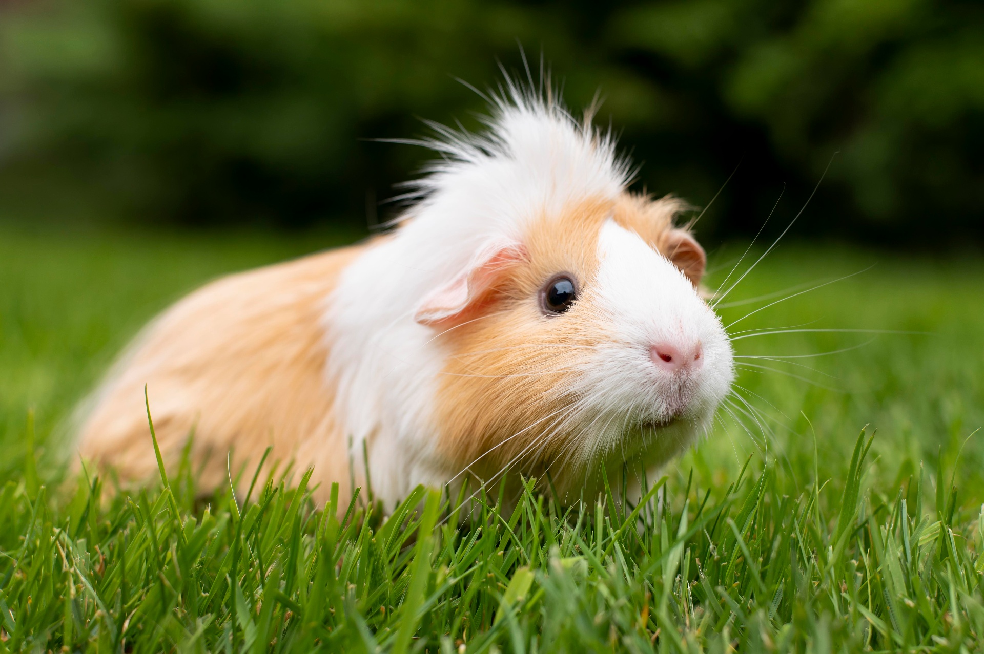 A long-haired ginger and white guinea pig in fresh grass