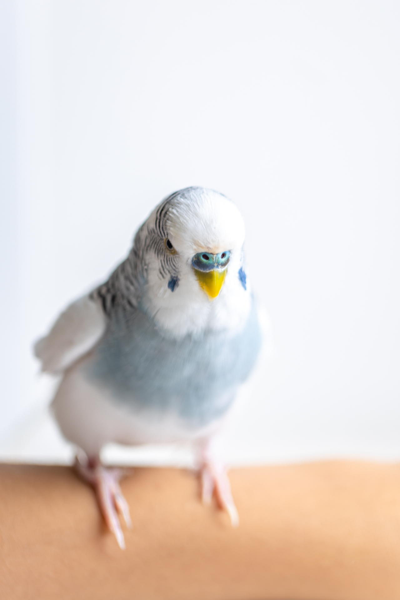 A blue and white budgie perched on a finger