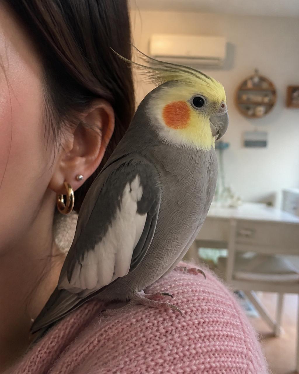 A colorful parrot perched on a person's finger